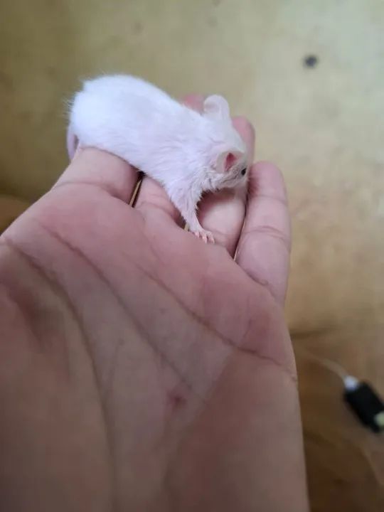 Comundongos pra ? e outros  - Foto 3