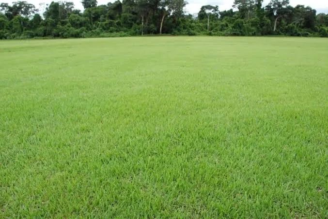 Grama batatais - Foto 5