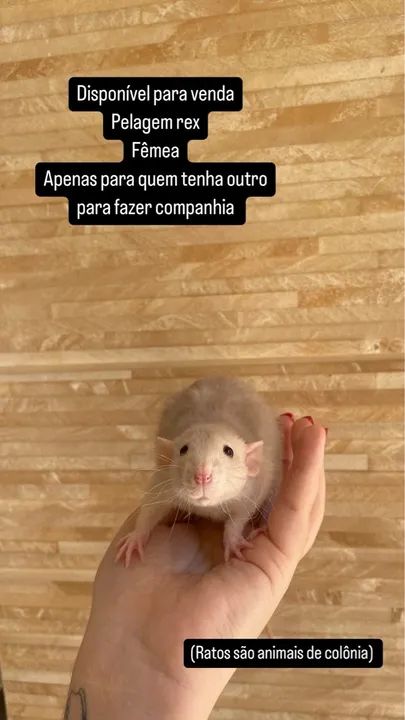 Rata twister - Pelagem Rex