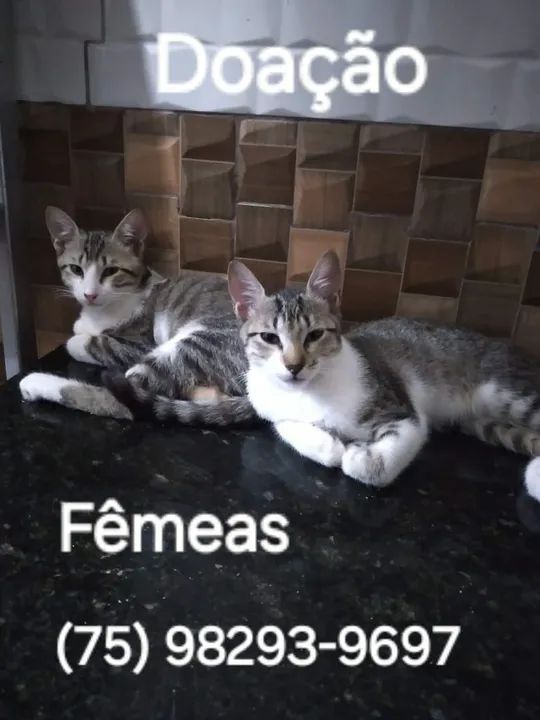 Gatinha disponível para adoção - Foto 3