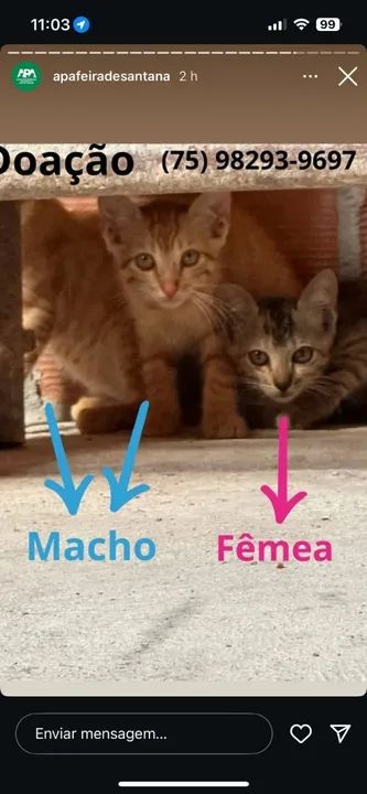 Gatinha disponível para adoção - Foto 5