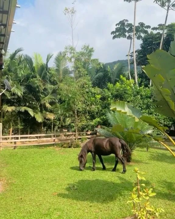 Pônei para passeio e uma ovelha - Foto 3