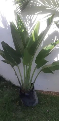 Ravenala Arvore do Viajante 