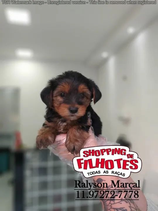 É melhor ter um Yorkshire Terrier amigo do que um amigo cachorro - Foto 2