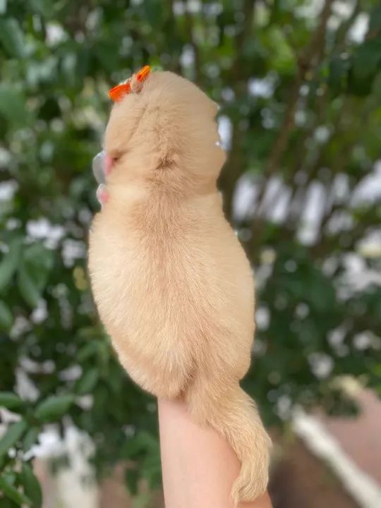 Golden Retriever - Europeu - Seu coração ficara cheio de pegadas. - Foto 2