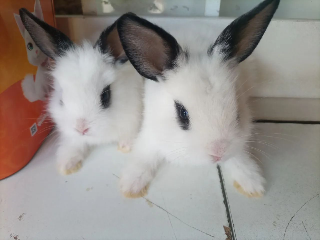 Vendo filhotes de coelhos mini Lion  - Foto 4