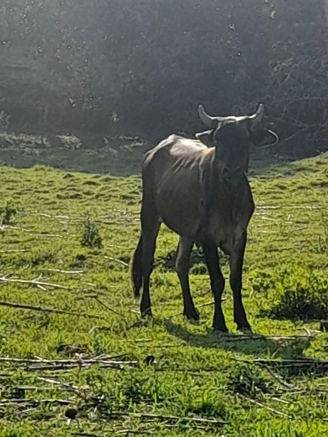 Novilha nova - Foto 2