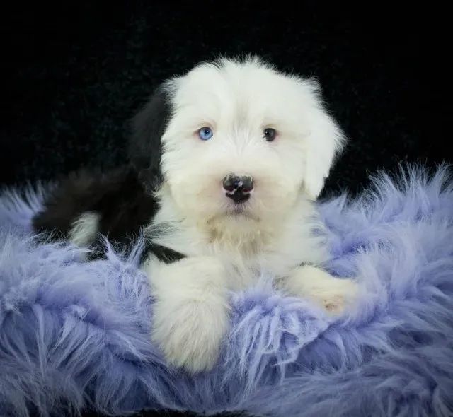 Old english hot sale sheepdog olx