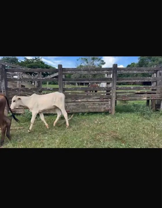 40 bezerros Nelorados  - Foto 3