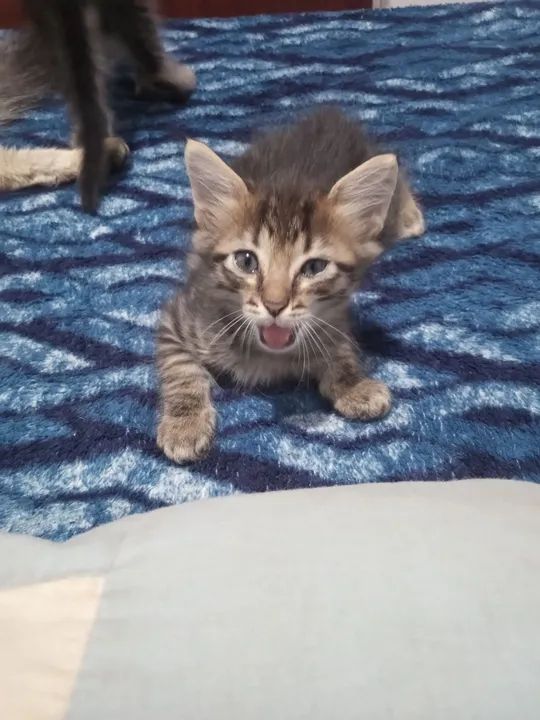 Três gatinhos fofinhos para adoção - Foto 2