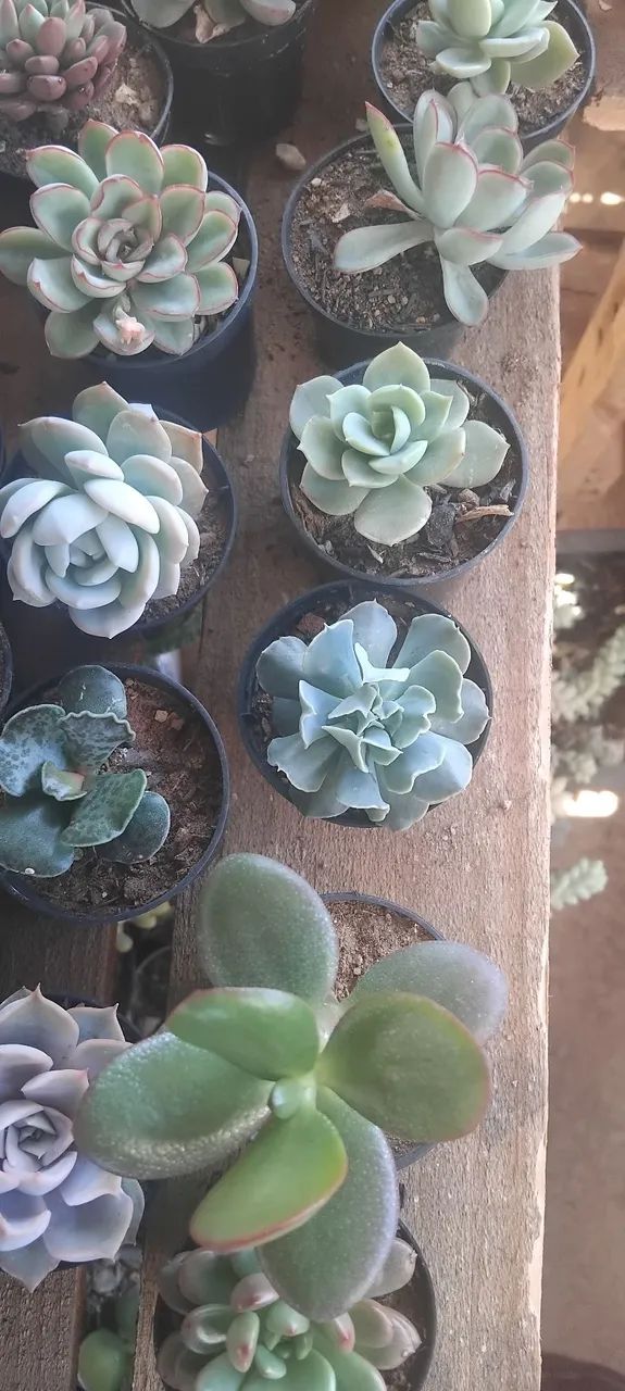 Suculentas  - Foto 3