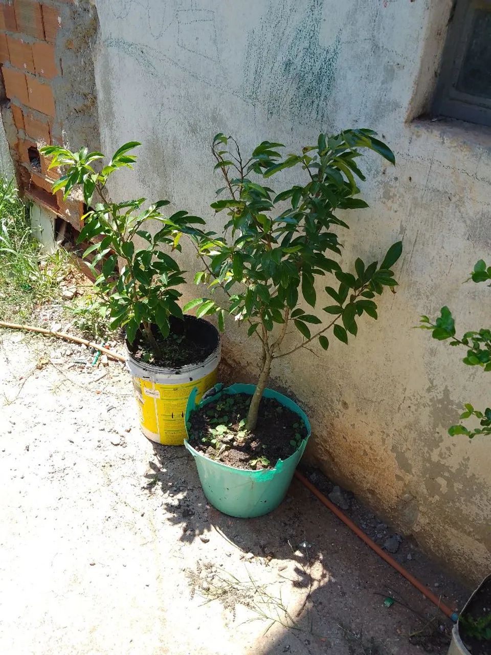 Vendo mudas de graviola  - Foto 3
