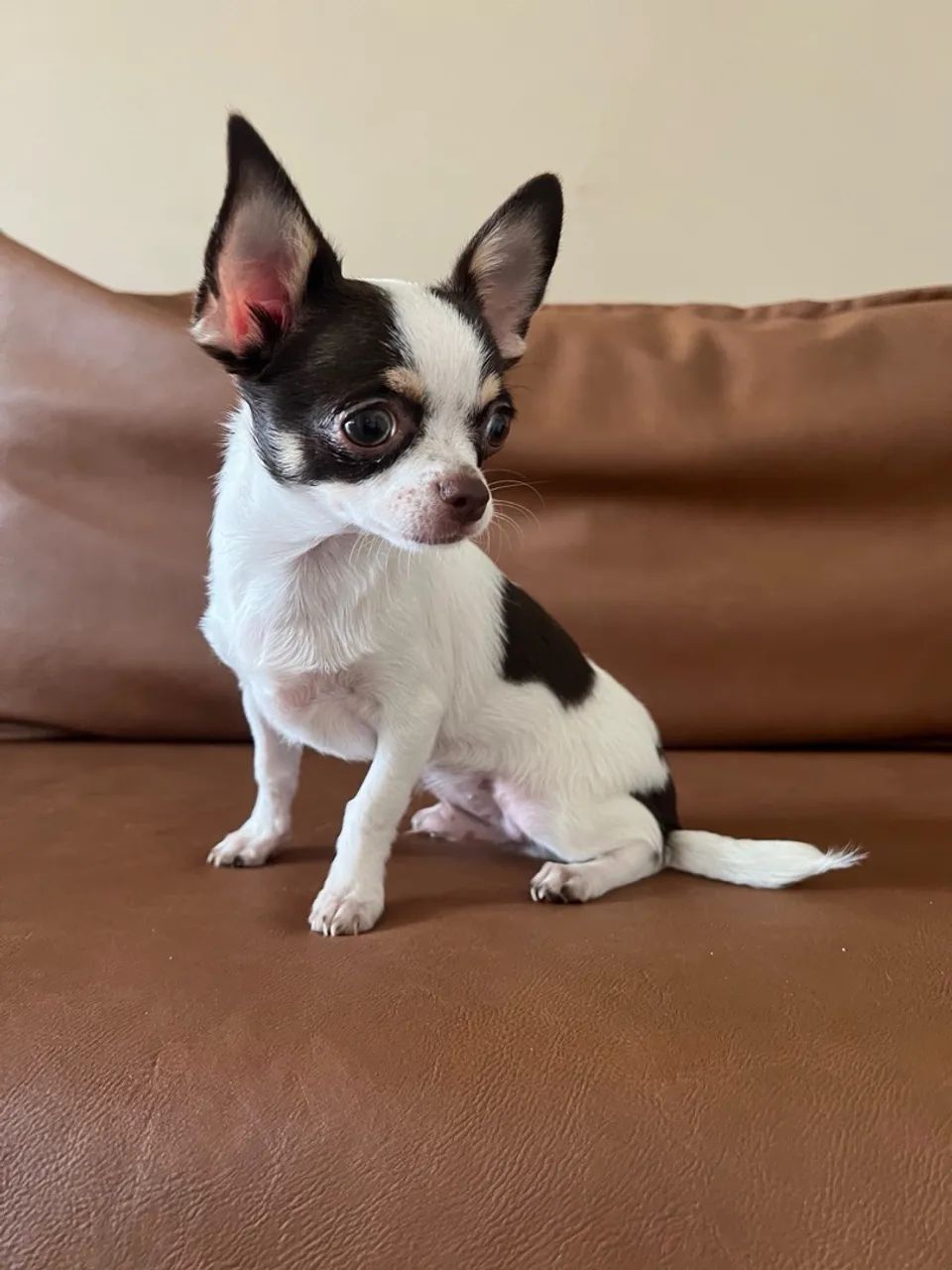 Filhote de chihuahua 4 meses 