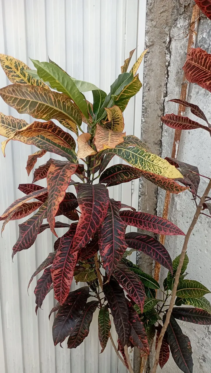 Planta Croton Vibrante e Colorida