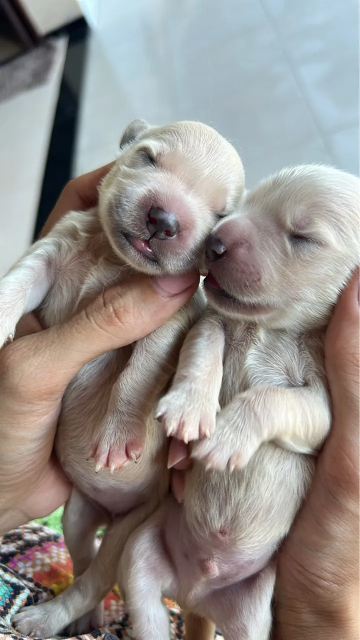 Golden Retriever 