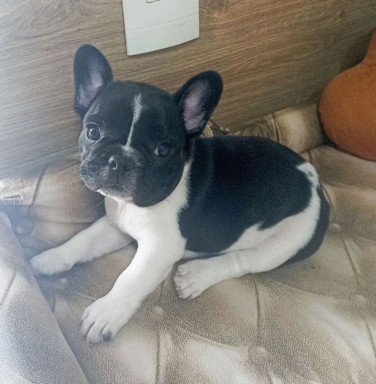 Filhote de Bulldog Francês