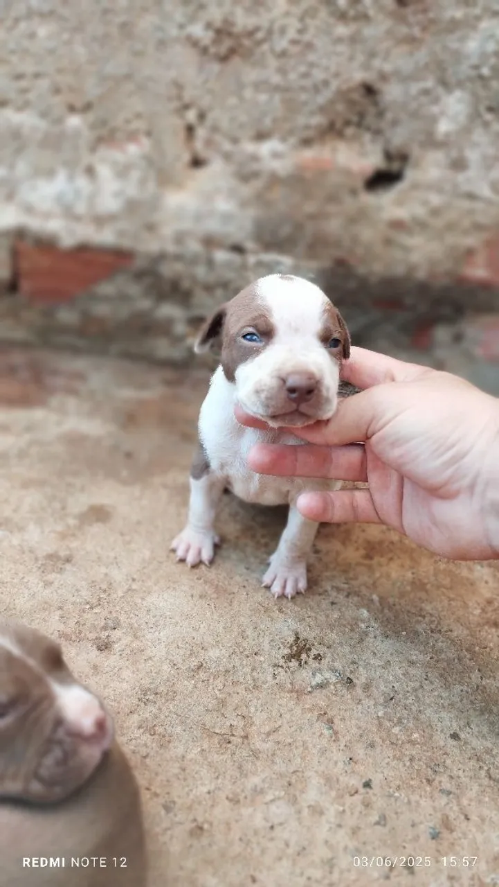 Filhote Pitbull -