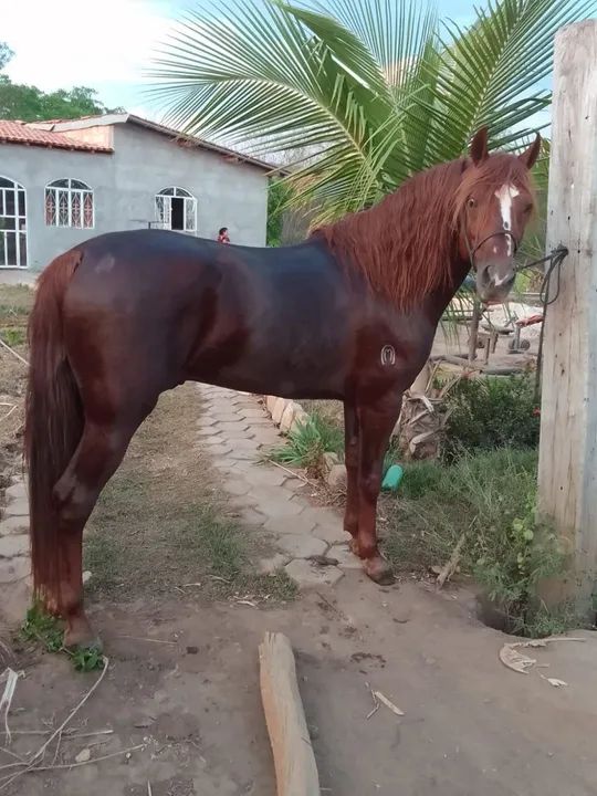 Garanhão mangalarga registrado  - Foto 2