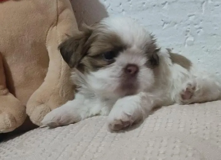 Linda shih Tzu fêmea chocolate mini