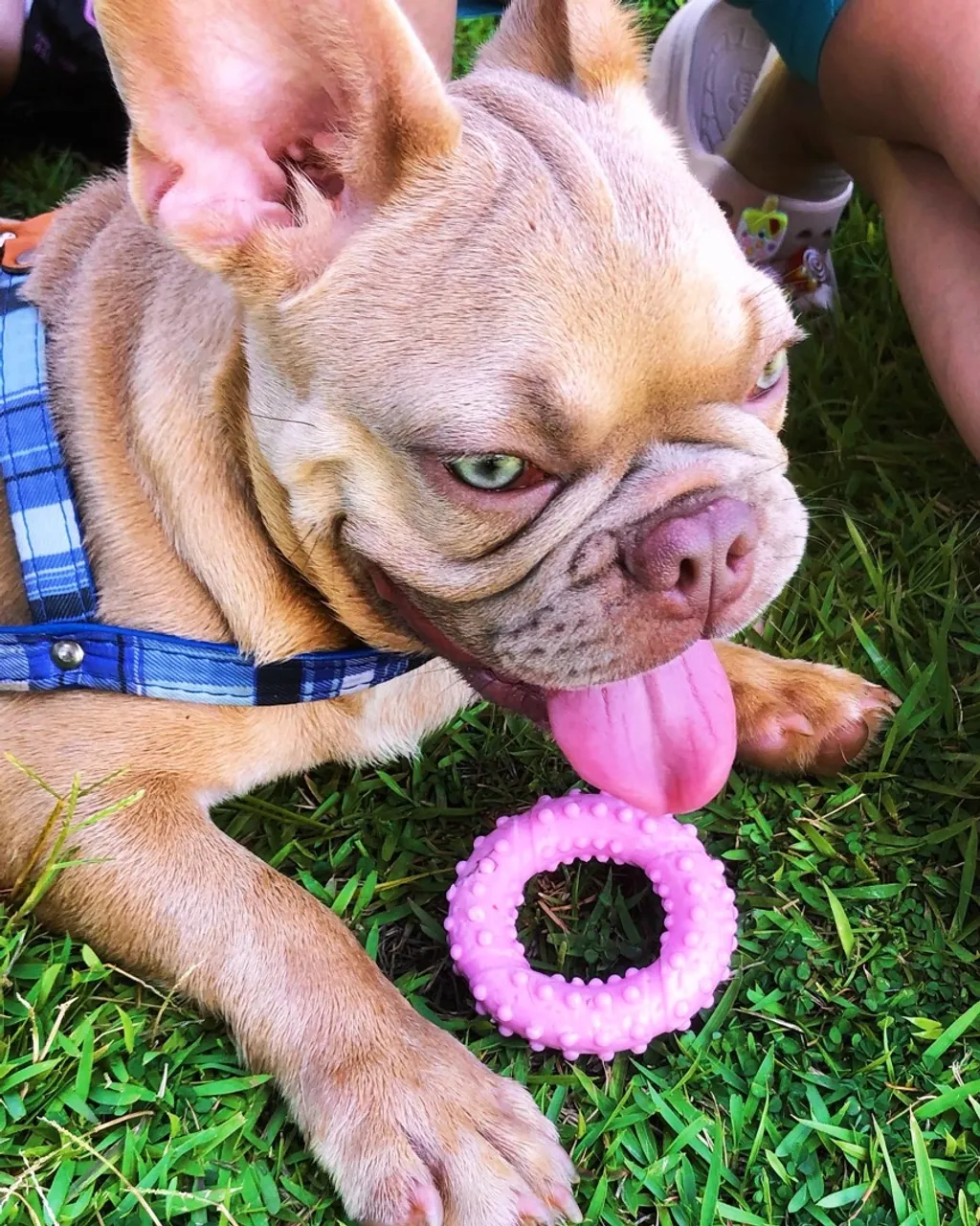 Filhote de Bulldog Francês