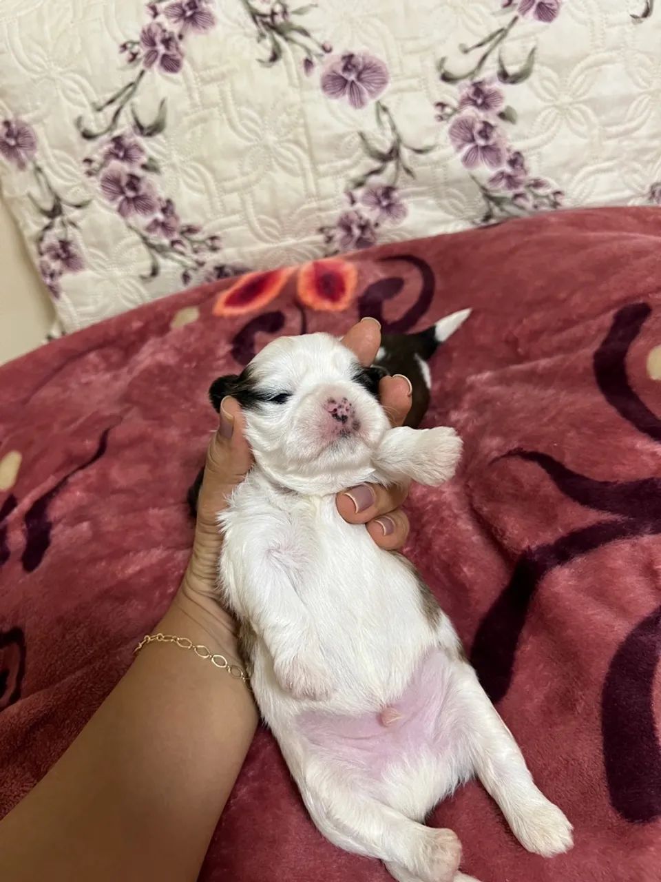 Filhote Shih Tzu - Foto 4