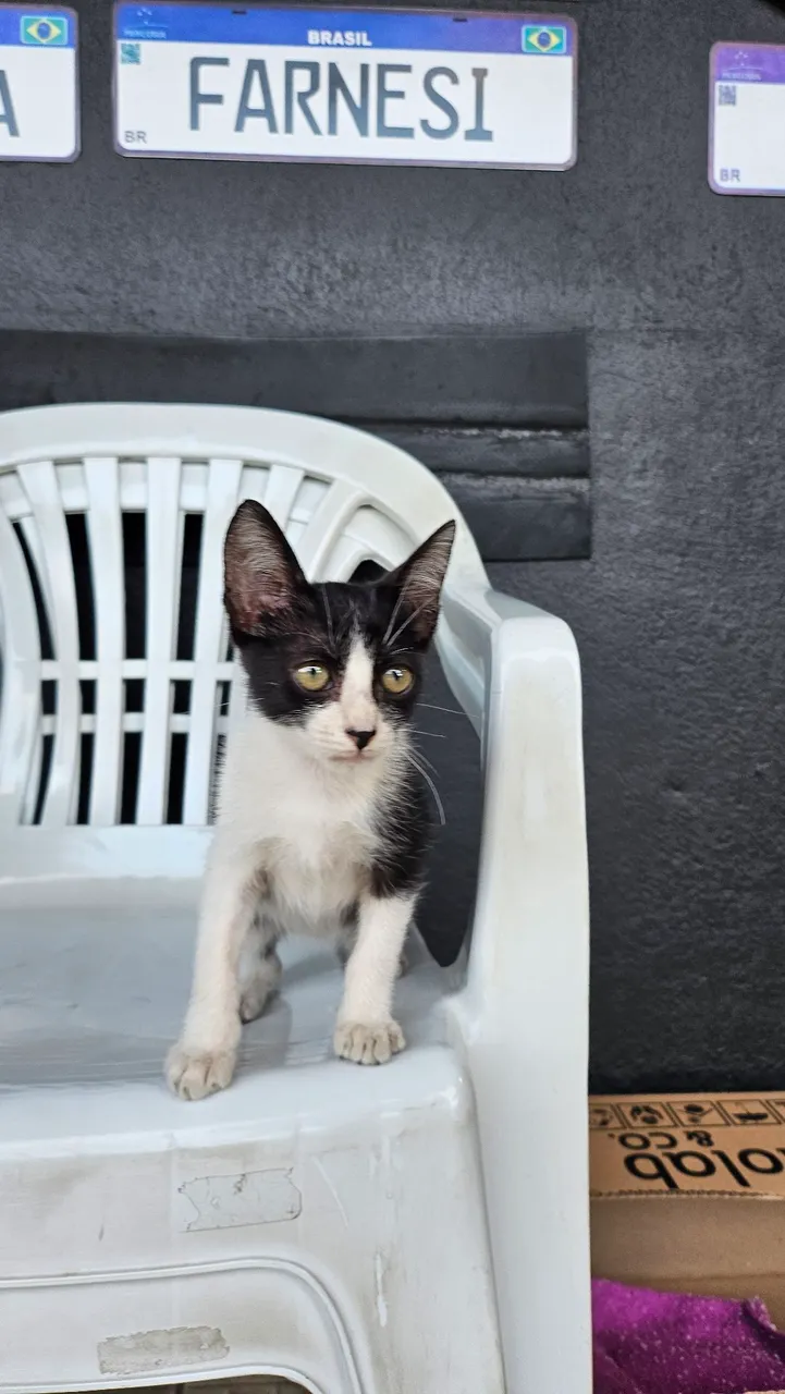 Gato filhote