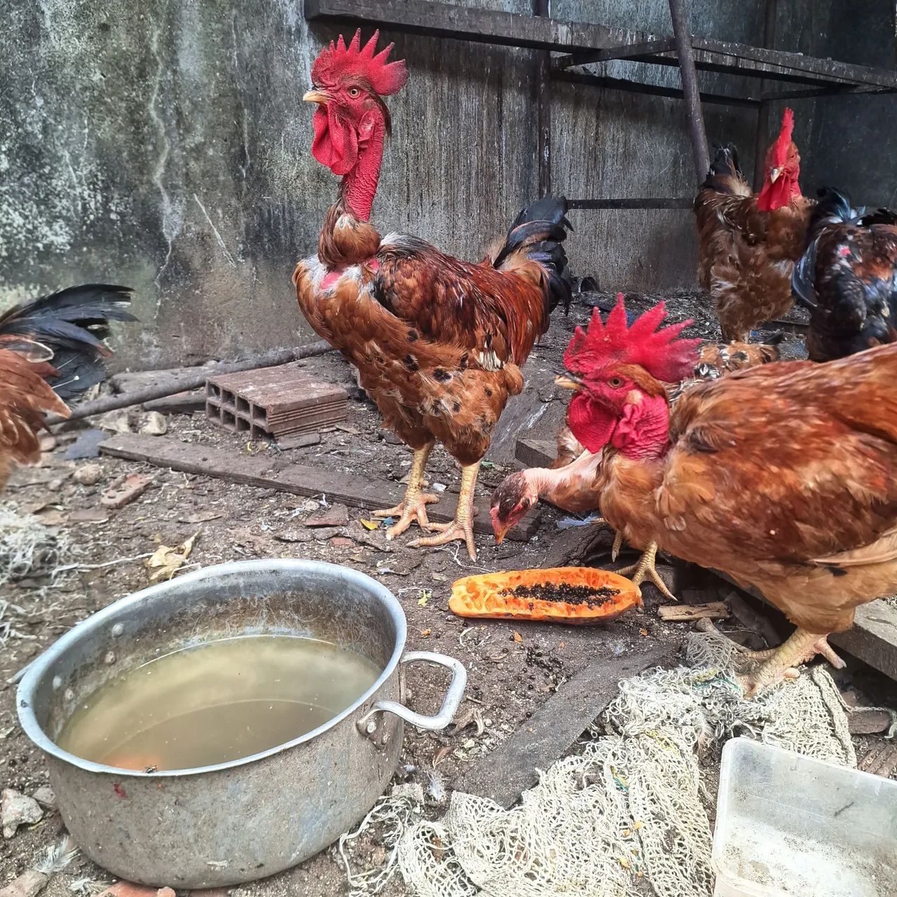 Galos e Galinhas Caipira 