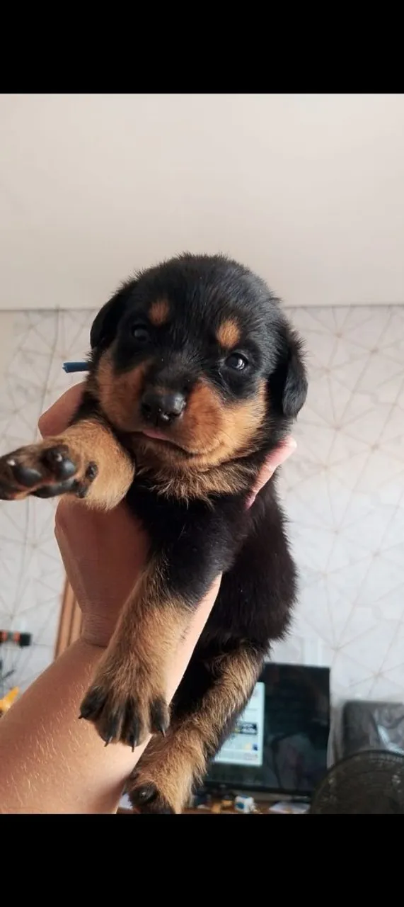 Filhote de Rottweiler disponível