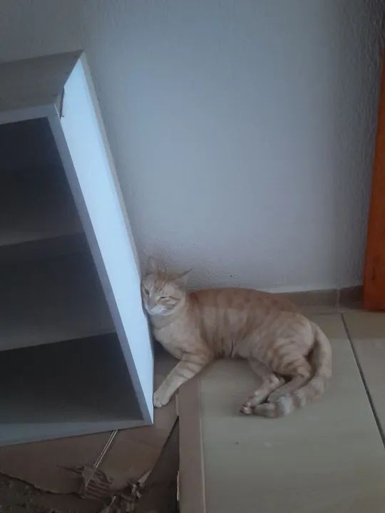 Gato laranja disponível para adoção