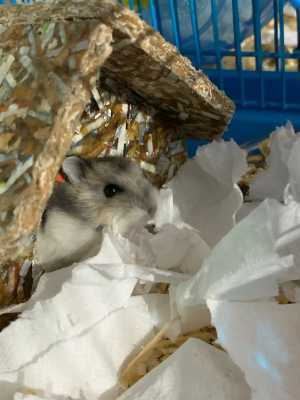 Hamster Anão Russo Marrom com Branco e Branco com listras Cinza - Filhote