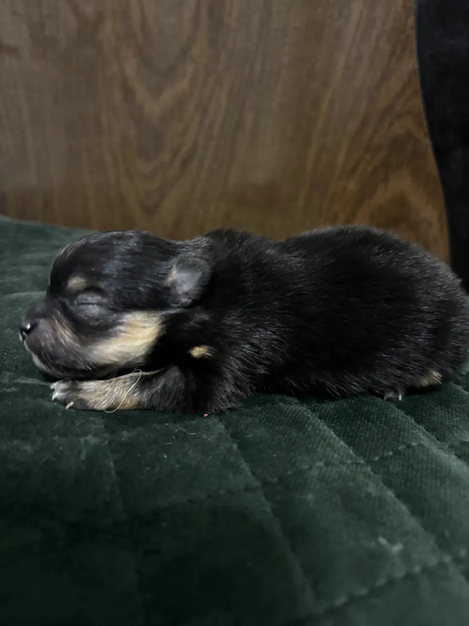 Filhote de spitz anão
