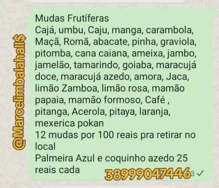 6 Mudas de cana Caiana por 50 reais  - Foto 6