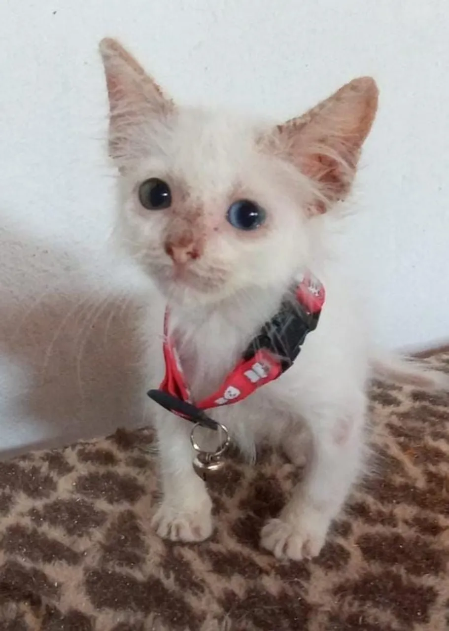 Gatinho filhote branco para adoção!