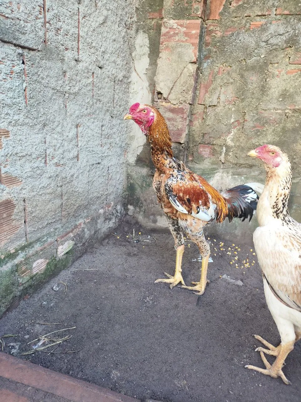Frango Índio gigante