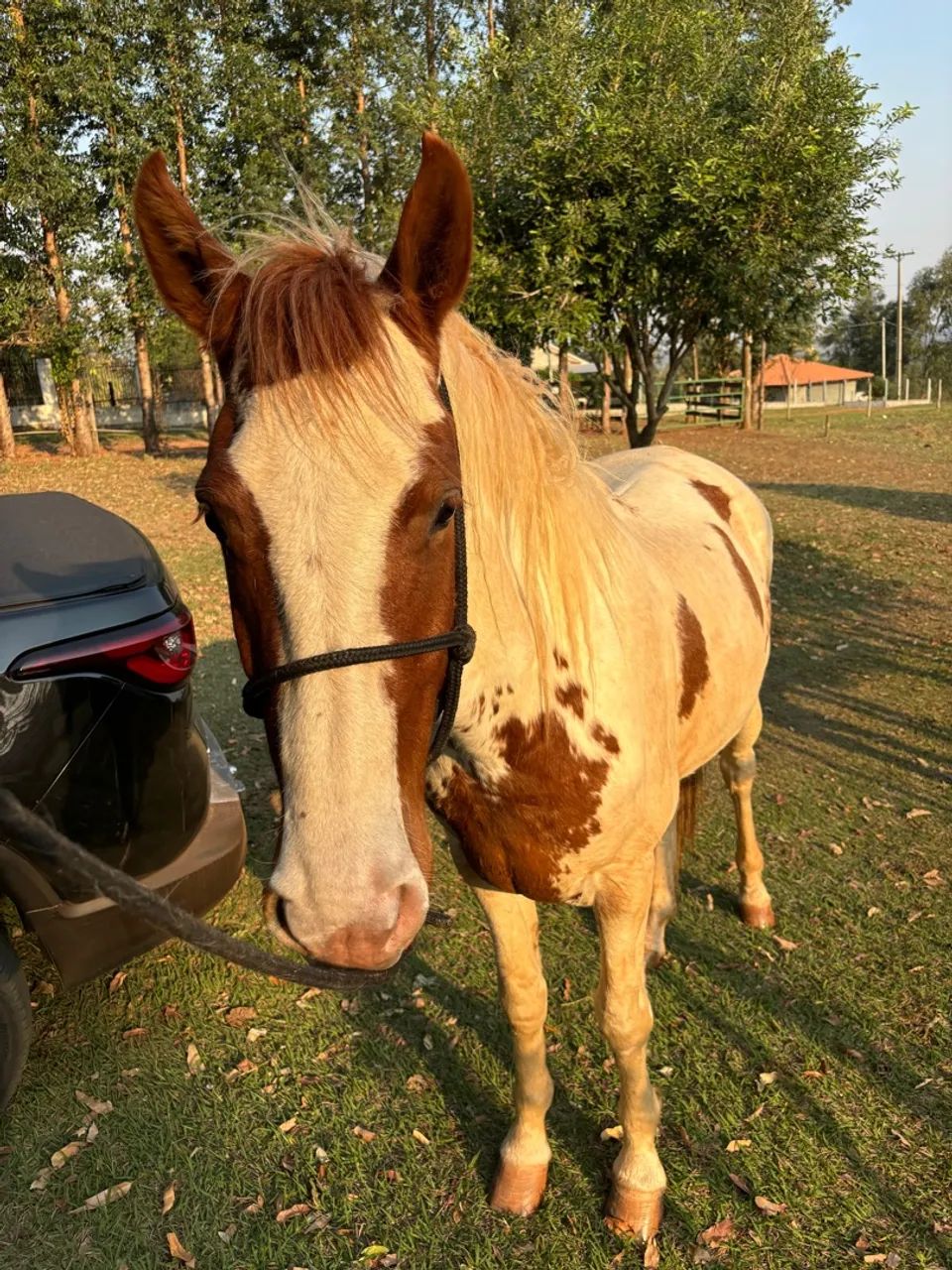 Cavalo Mangalarga Pampa 12x 749,00 - Foto 4