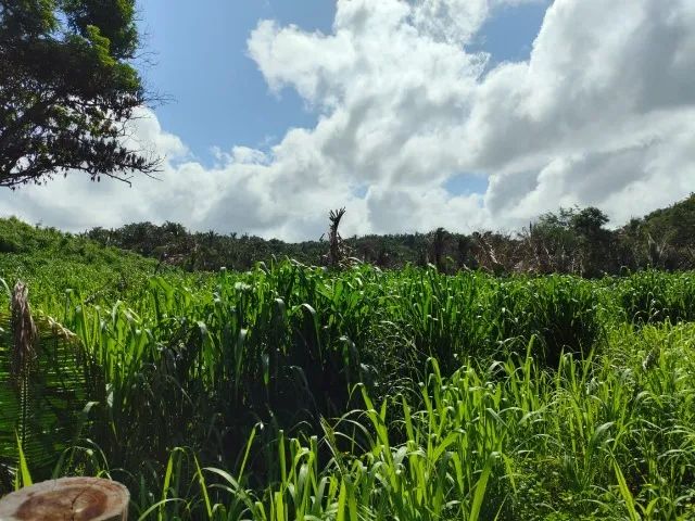 Fazenda em Vargem Grande-MA