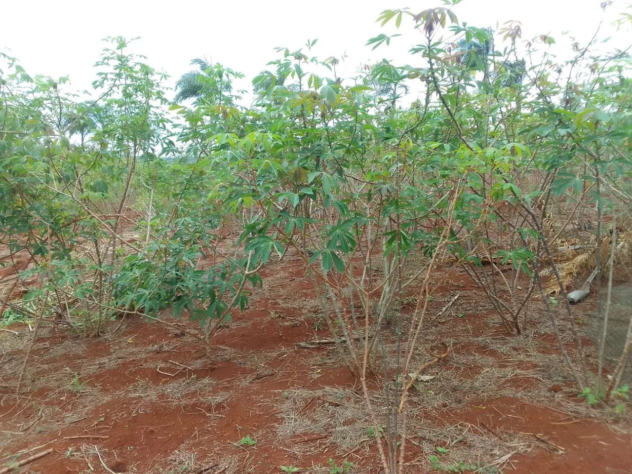 Produção rural - Foto 3