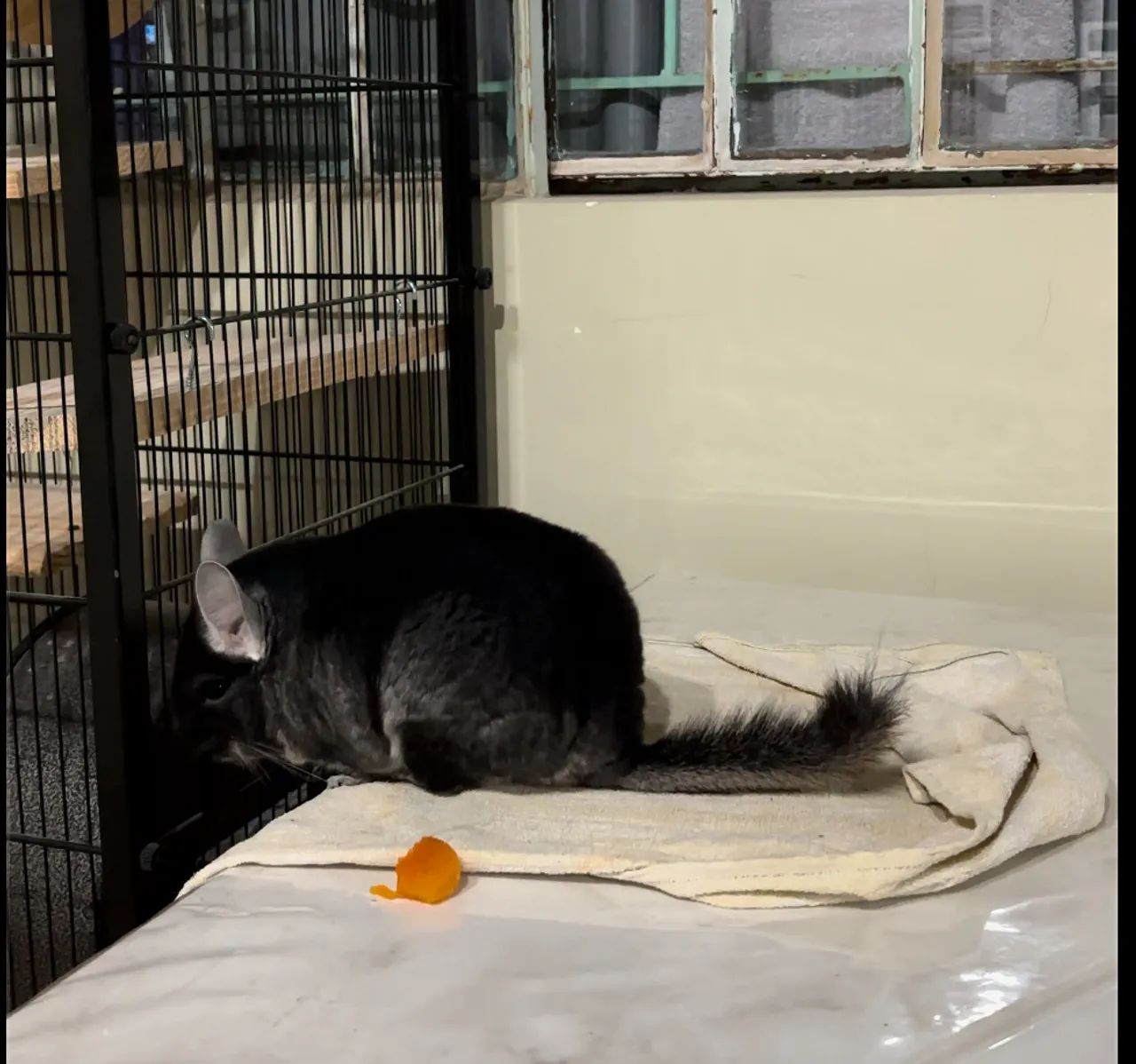 Chinchila preta dócil  - Foto 2