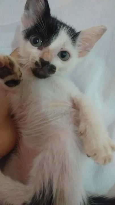 Doação de gatinhos 