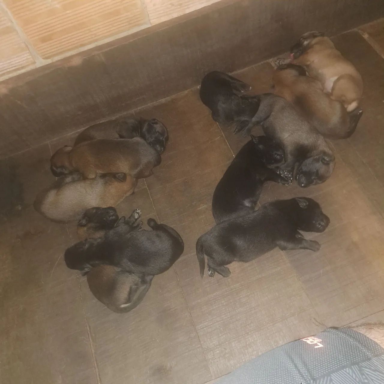 Disponível para venda filhotes de pastor belga malinois  - Foto 2