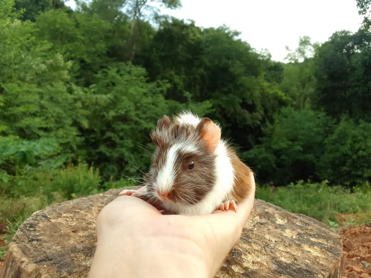 Porquinhos da Índia  - Foto 3