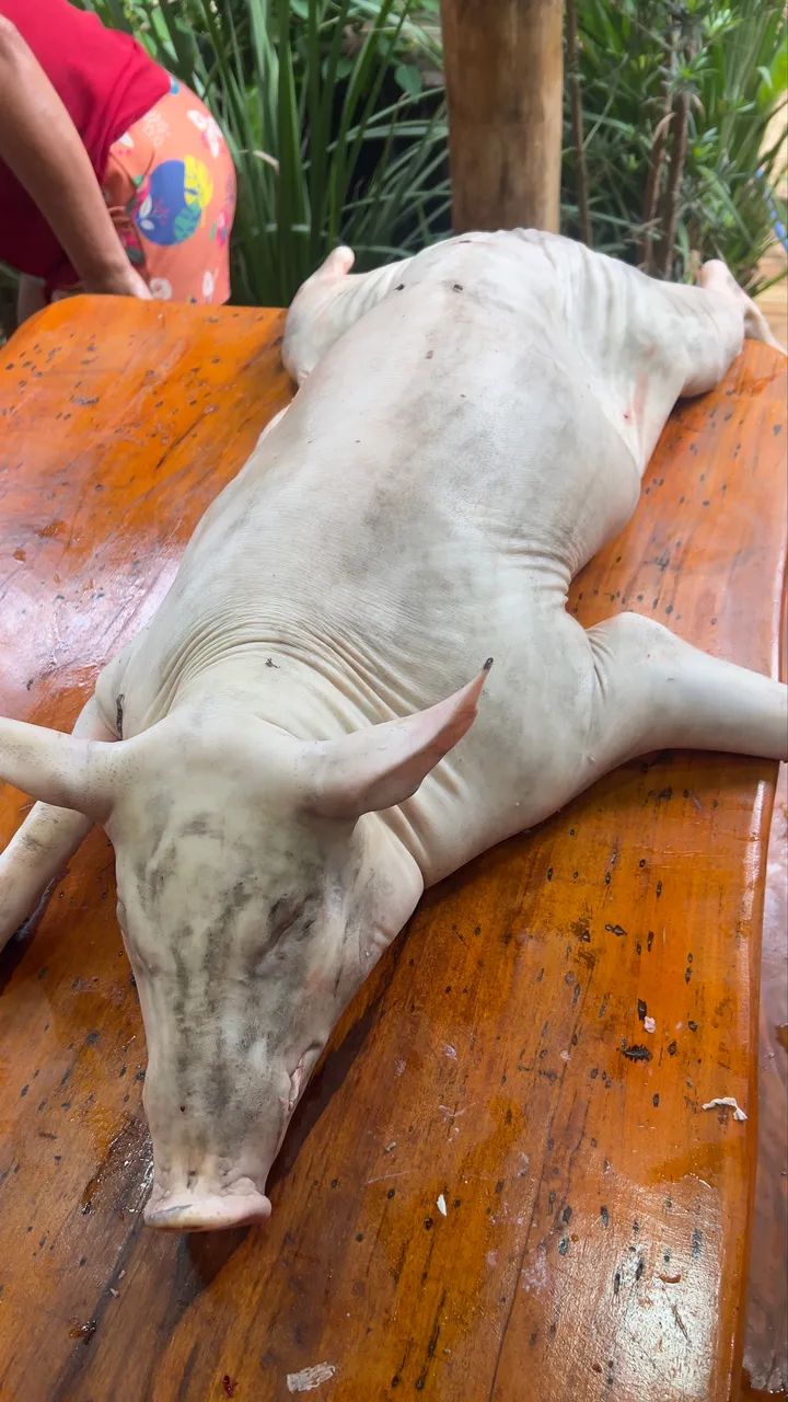 Leitoas caipira para o natal - Foto 3