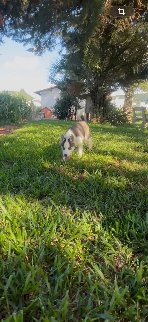 Husky Siberiano - Foto 2