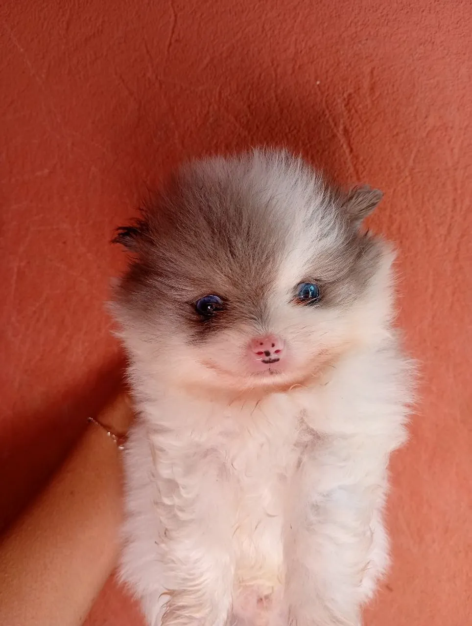 Filhote Spitz raro olhos azuis Merlin