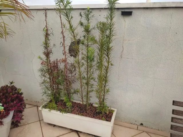 Vasos com plantas Podocarpo - Foto 3