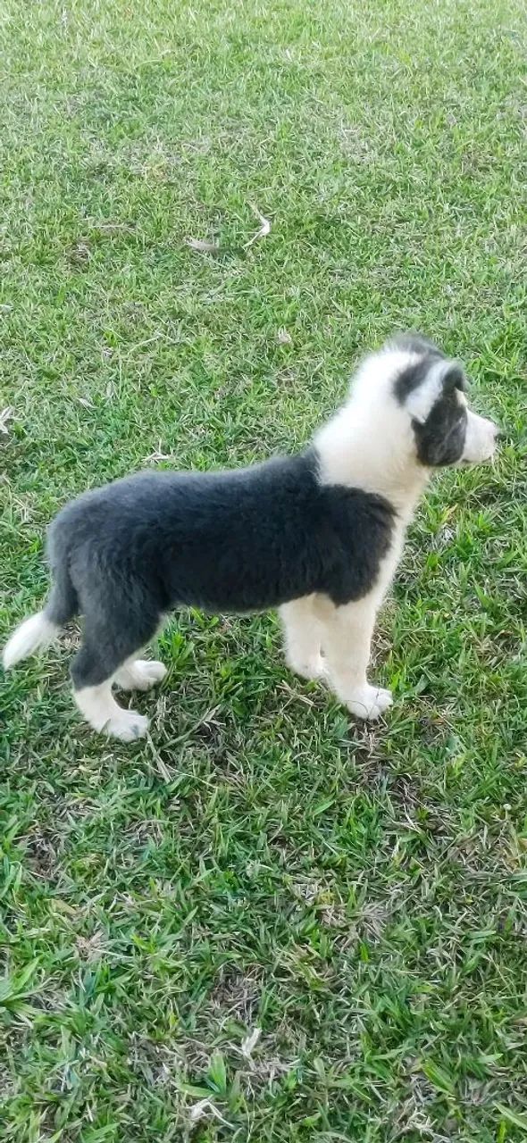 Filhotes de Border Collie Super Promoção 10x s/j - Foto 3
