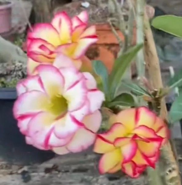 Rosa do deserto (envio)pelo site - Foto 5