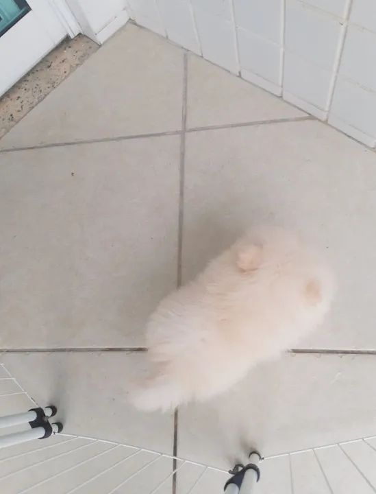 Spitz Alemão anão - Foto 3