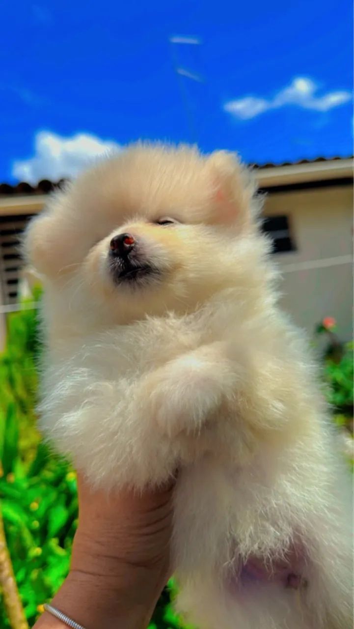 Filhote de cachorro da raça Lulu da Pomerânia - Foto 4