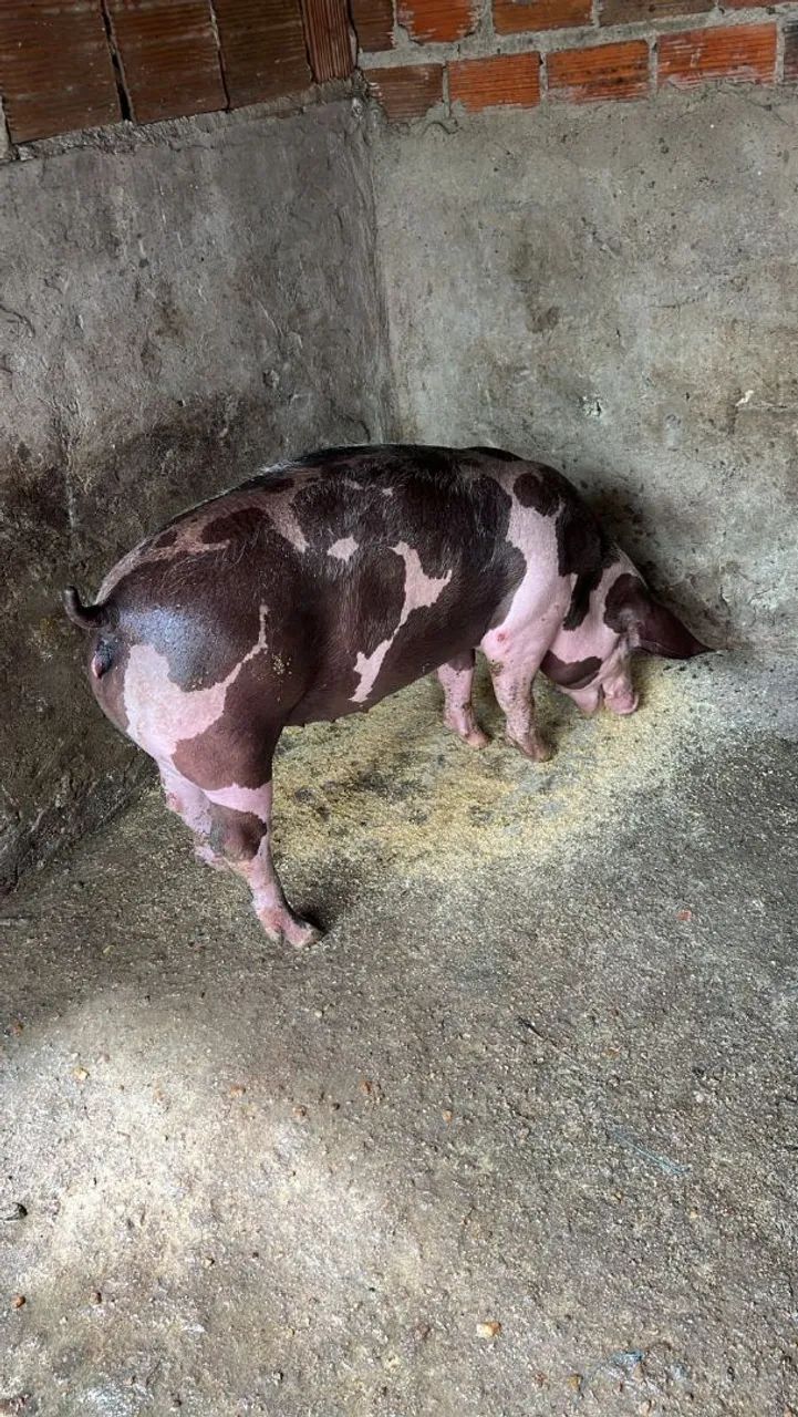  Vendo1 futura matriz pietran dálmata elite  - Foto 3